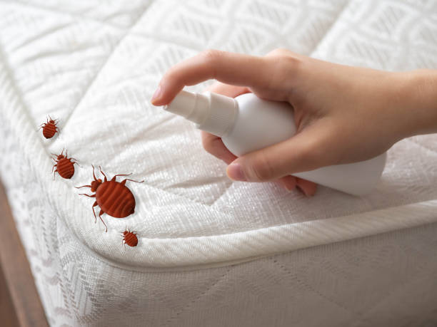 Best Insect Control  in Hallstead, PA